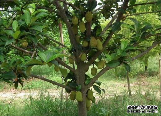湄公河畔榴莲蜜，见多识广的广东人都不一定认识的水果